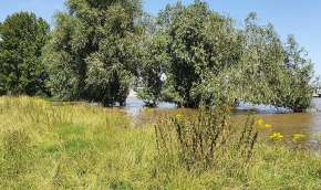 Beeld bij De Maascorridor