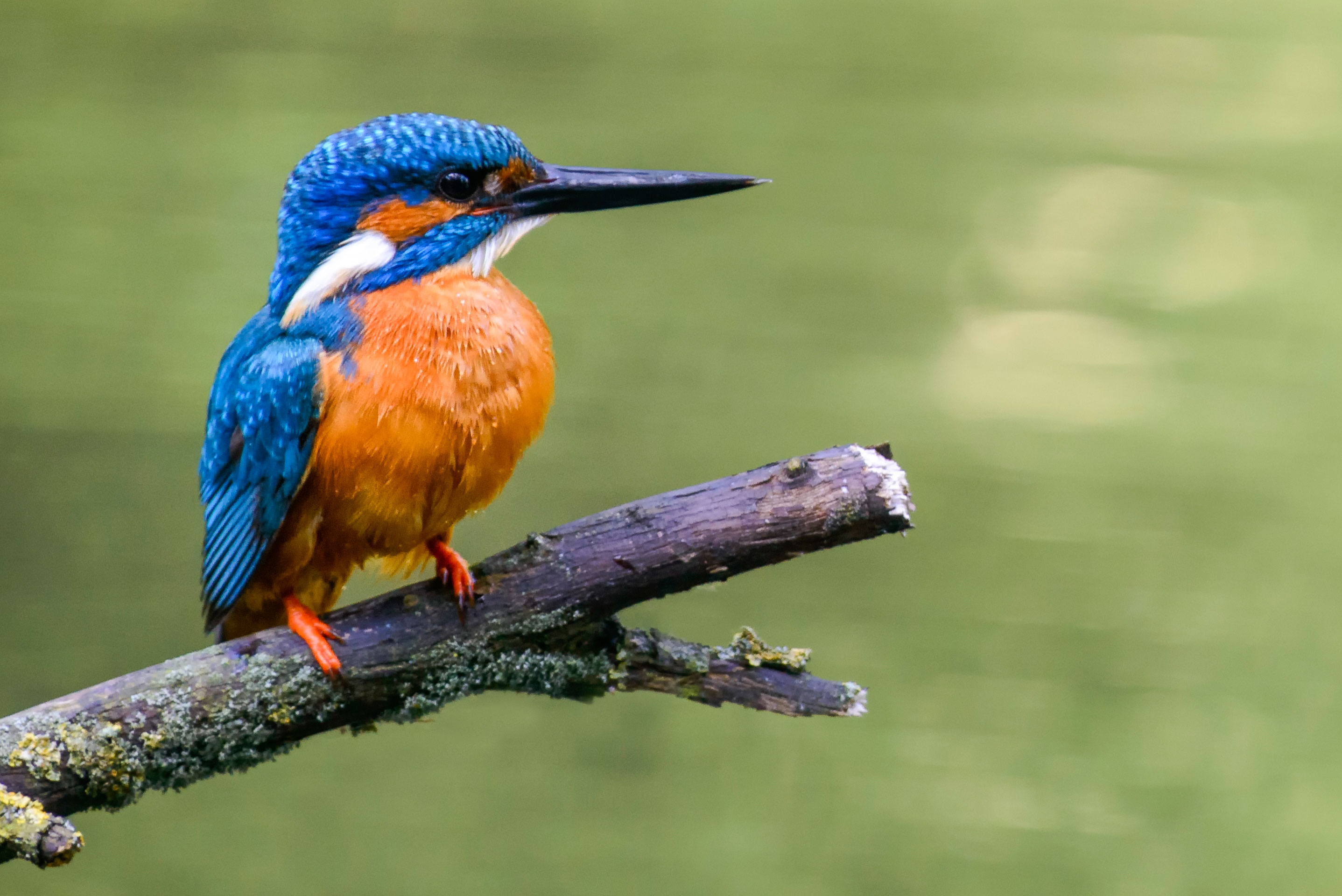 Nederland Kaart Map Vogels