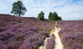 Beeld bij Nationaal Park Veluwezoom