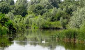 Beeld bij Fietsen en wandelen in het Horsterwold