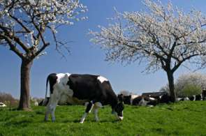 Beeld bij Betuws Fruit en Betuwe in Bloei