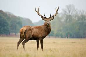 Beeld bij Twee keer fietsen op de Veluwe