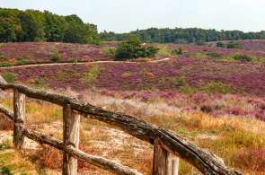 Beeld bij Verruimde openstelling Het Nationale Park De Hoge Veluwe