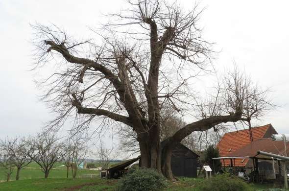 Beeld bij De linde van Achterberg